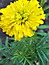 Tagetes erecta, Tagetes, Färbepflanze, Färberpflanze, Pflanzenfarben,  färben, Klostergarten Seligenstadt
